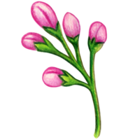 waterverf citroen bloemen png