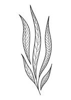 Exotic tropical leaves. Hand drawn line art. Vector illustration isolated on white.