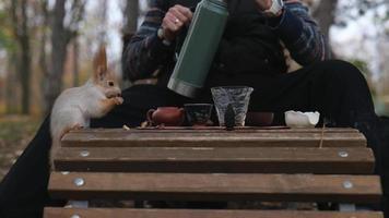 une écureuil est assis sur une banc suivant à une homme et mange une écrou video