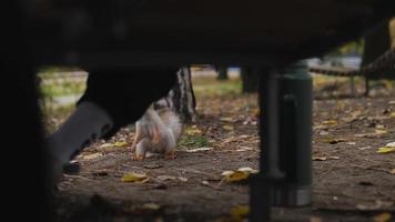 Eichhörnchen nimmt Nüsse von das Hände von ein Mann und läuft Weg video