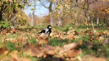 a gray crow holds a walnut in its beak in yellow autumn foliage video