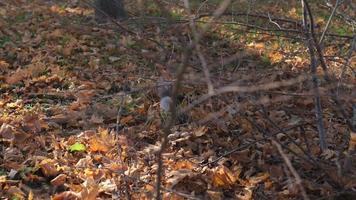 squirrel in autumn foliage in the park video