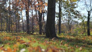 il scoiattolo si arrampica giù a partire dal il albero su il verde erba e salti nel esso. autunno volta. video