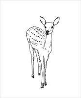 Hand ink drawing of a young sika deer isolated on white background, in a standing pose. Fawn, forest animal, vector illustration.