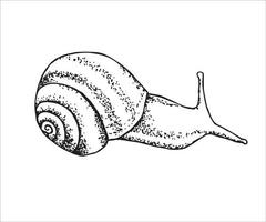 Hand-drawn vector illustration. Simple snail in black outline on a white background