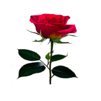 Natural Red Rose Flower png