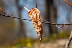 A dried autumn leaf is hanging on a branch photo