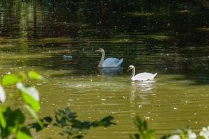 White swans swim on the lake photo