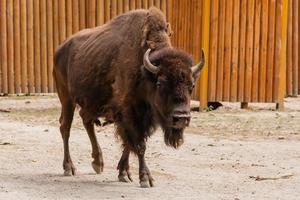 joven hermoso bisonte foto