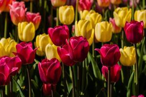 Spring field of colorful tulips photo