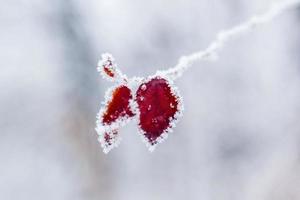 Winter leaves covered with snow and hoarfrost photo