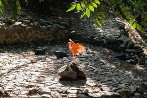 Red ibis basks in the sun photo