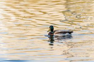 Ducks and drakes swim in the pond photo