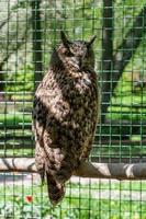 The owl sits on a branch photo