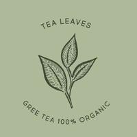 Green tea leaves. Hand drawn, vector