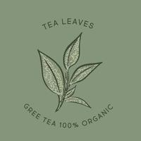 Green tea leaves. Hand drawn, vector