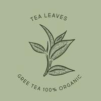 Green tea leaves. Hand drawn, vector