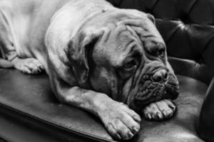 portrait of a dog mastiff photo