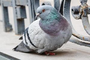 portrait of a beautiful dove photo