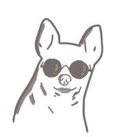 chihuahua dog wearing sunglasses. photo