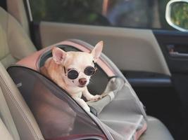 brown short hair chihuahua dog wearing sunglasses  standing in  pet carrier backpack with opened windows in car seat. Safe travel with pets concept. photo