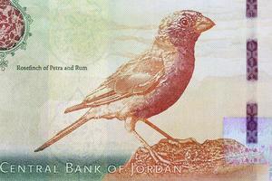 Rosefinch of petra and rum from money photo