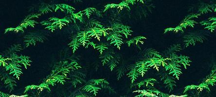 green leaf with background photo