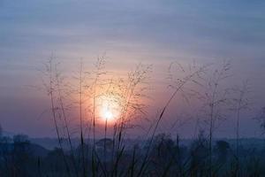 Wild grass in the morning sunset photo