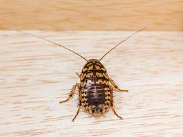 Top view dead cockroach on wood photo