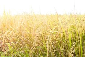 Close up rice fields photo