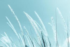 Feather grass in nature photo