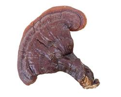 Ganoderma Lucidum Mushroom on white background photo
