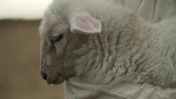 oveja, Cordero siendo retenida en el brazos de un pastor en blanco sayo video
