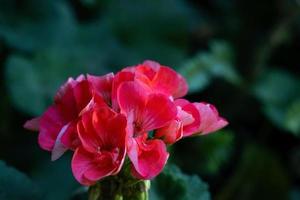 Red geranium with a green leaf in the background photo