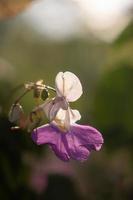 Purple flower Impatiens balfourii with white petals and a purple center. photo