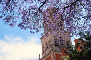 Jacaranda tree background the Temple of San Francisco de Asis in Queretaro Mexico photo