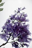 Jacaranda mimosifolia bunch of purple flowers with white flowers on the side photo