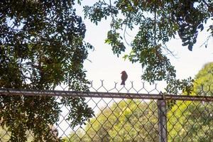 Bird is perched on a fence with trees in the background. photo