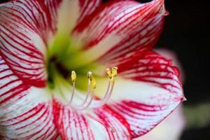 amarilis flor con un rojo y blanco raya. foto