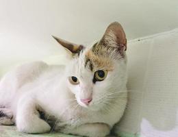 Portrait cat, White Thai cat is a cute cat and a funny, good-humored .They look cute and are good pets, easy to raise as pets. It is a playful, affectionate pet and is a favorite of the caregivers. video