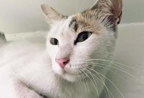retrato gato, blanco tailandés gato es un linda gato y un divertido, de buen humor .ellos Mira linda y son bueno mascotas, fácil a aumento como mascotas. eso es un juguetón, cariñoso mascota y es un favorito de el cuidadores video