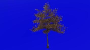 arbre animation boucle - Japonais érable, pleine lune érable, duveteux Japonais érable - Acer japonicum - vert écran chrominance clé - v8 - 1b - l'automne tomber video