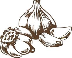 Vector hand-drawing garlic. Garlic cloves of garlic. Herbs and spices sketch retro illustration