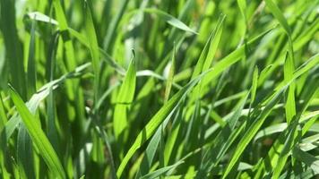 gras zwaaiend in de wind Aan een zonnig voorjaar dag video