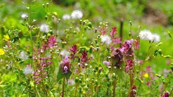 voorjaar tijd, voorjaar bloemen in een tuin video