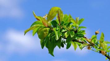 vert feuilles balancement dans le vent, bleu ciel video