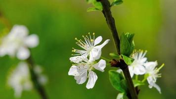 våren, isolerat vit körsbär blomma svängande i de vind video