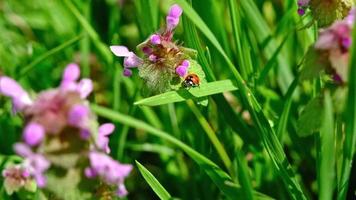 coccinelle dans l'herbe video