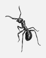 hand drawn illustration of an ant.  sketch, realistic drawing, black and white. Monochrome color. vector