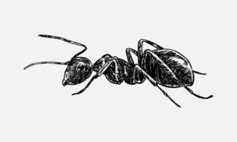 hand drawn illustration of an ant.  sketch, realistic drawing, black and white. Side view. Monochrome. vector